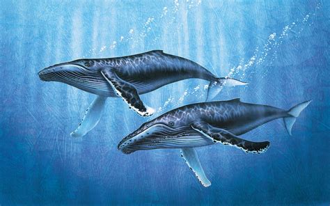 whale fish|Whale .